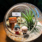 Best Valentine Gift for Your Partner: Airplant in Round Glass Terrarium