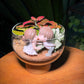 Couple Fittonia & Fern Arrangement in Terrarium - Best Valentine Gift