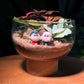 Couple Fittonia & Fern Arrangement in Terrarium - Best Valentine Gift