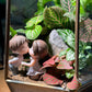 Valentine Gift for Your Beloved - Indoor Plant Arrangement in Golden Frame Polygonal Terrarium Glass