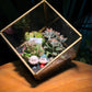 Valentine Gift for Him/Her: Golden Frame Cubical Succulent Terrarium