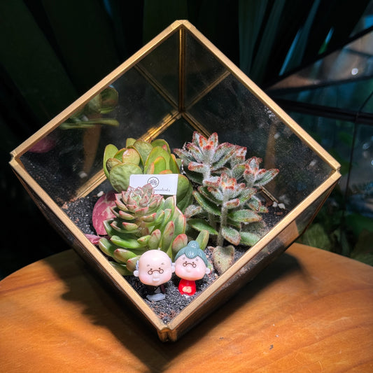 Valentine Gift for Him/Her: Golden Frame Cubical Succulent Terrarium