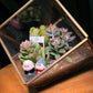 Valentine Gift for Him/Her: Golden Frame Cubical Succulent Terrarium