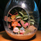 Best Valentine Gift for Girlfriend/Boyfriend/Couple: Fittonia and Fern in Eggette Indoor Plant Terrarium(L)