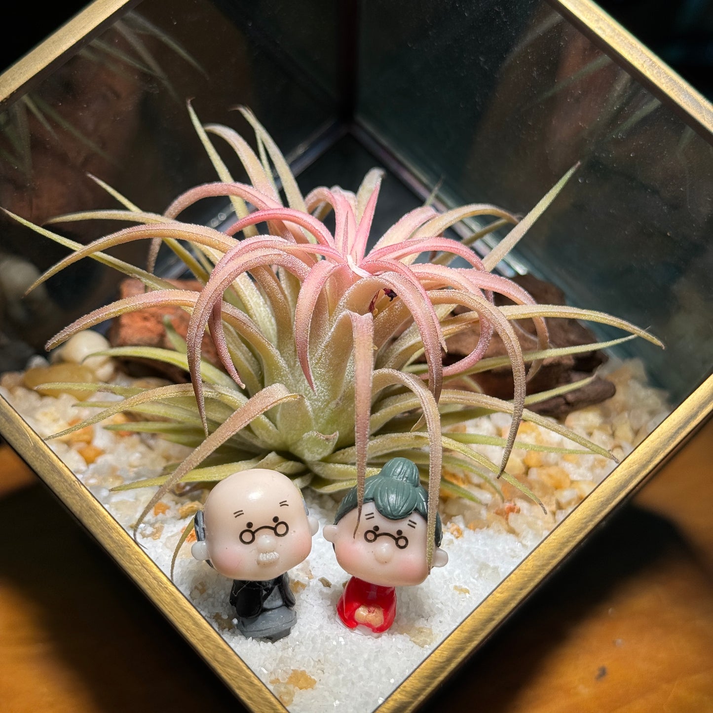 Gift for Him/Her: Airplant in Golden Frame Cubical Terrarium Glass