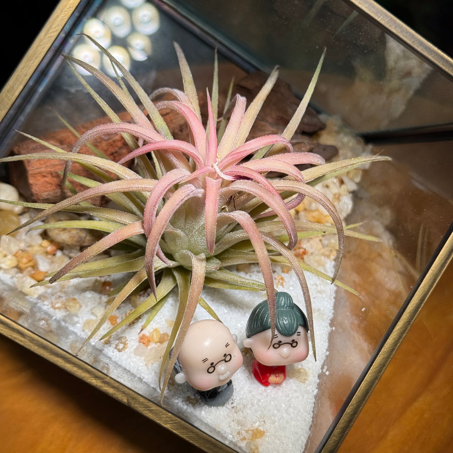 Gift for Him/Her: Airplant in Golden Frame Cubical Terrarium Glass