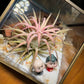 Gift for Him/Her: Airplant in Golden Frame Cubical Terrarium Glass