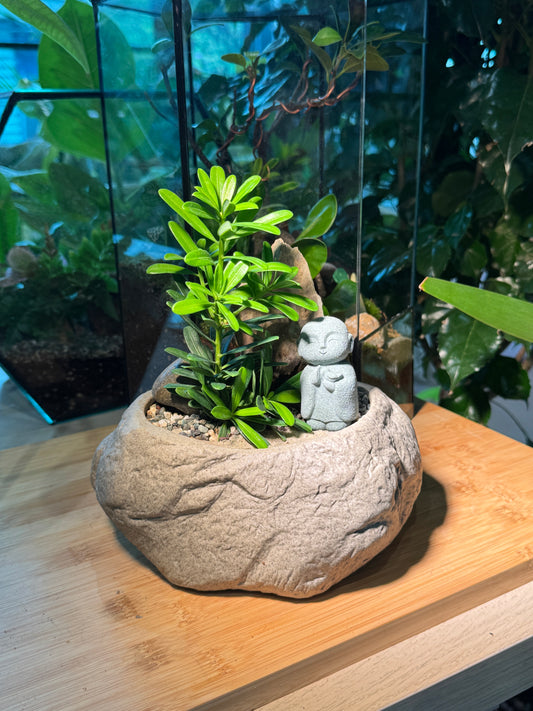 Zen Monk Podocarpus Macrophyllus (罗汉松) in Faux Stone Pot