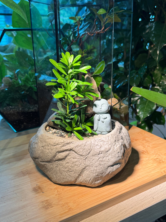 Podocarpus Macrophyllus (罗汉松) in Faux Stone Pot