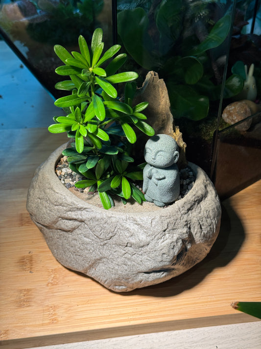 Zen Monk Podocarpus Macrophyllus (罗汉松) in Faux Stone Pot