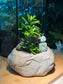 Zen Monk Podocarpus Macrophyllus (罗汉松) in Faux Stone Pot