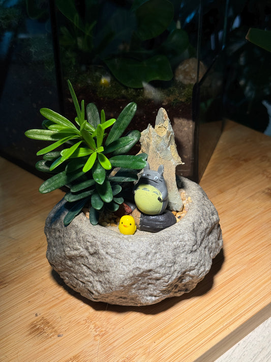 Totoro Lover: Podocarpus Macrophyllus (罗汉松) in Faux Stone Pot