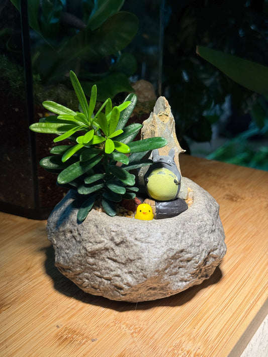 Totoro Lover: Podocarpus Macrophyllus (罗汉松) in Faux Stone Pot