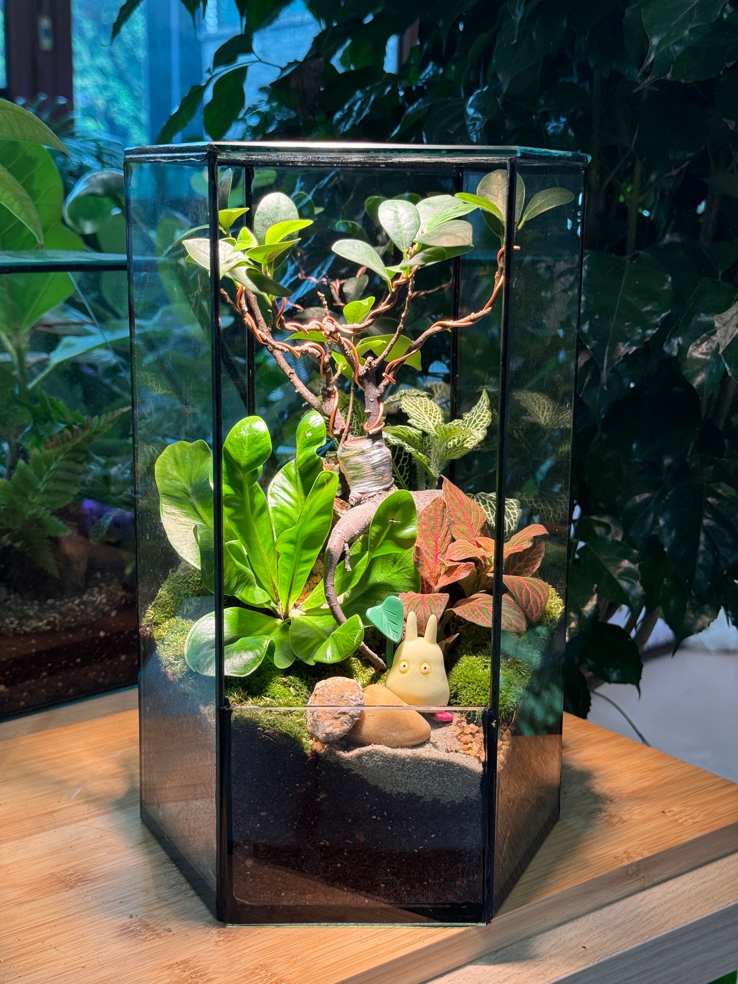 Zen Ficus Bonsai Terrarium - Totoro Lover