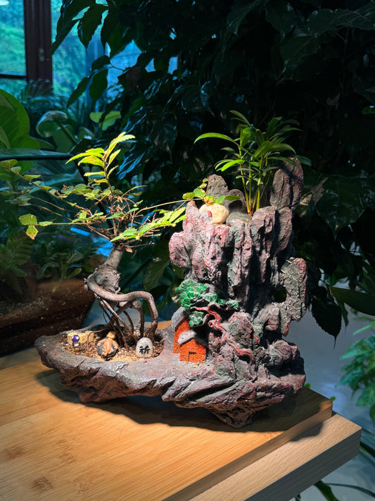 Bonsai Ulmus Pumila and Podocarpus Seedlings in Zen Zakka Pot