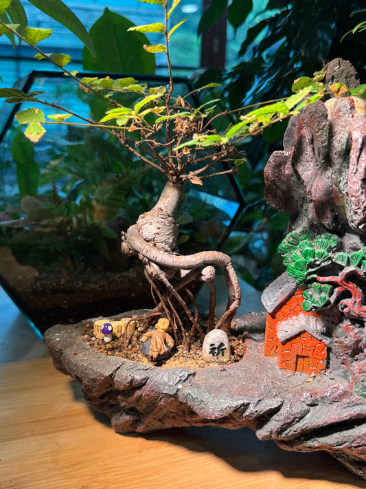 Bonsai Ulmus Pumila and Podocarpus Seedlings in Zen Zakka Pot