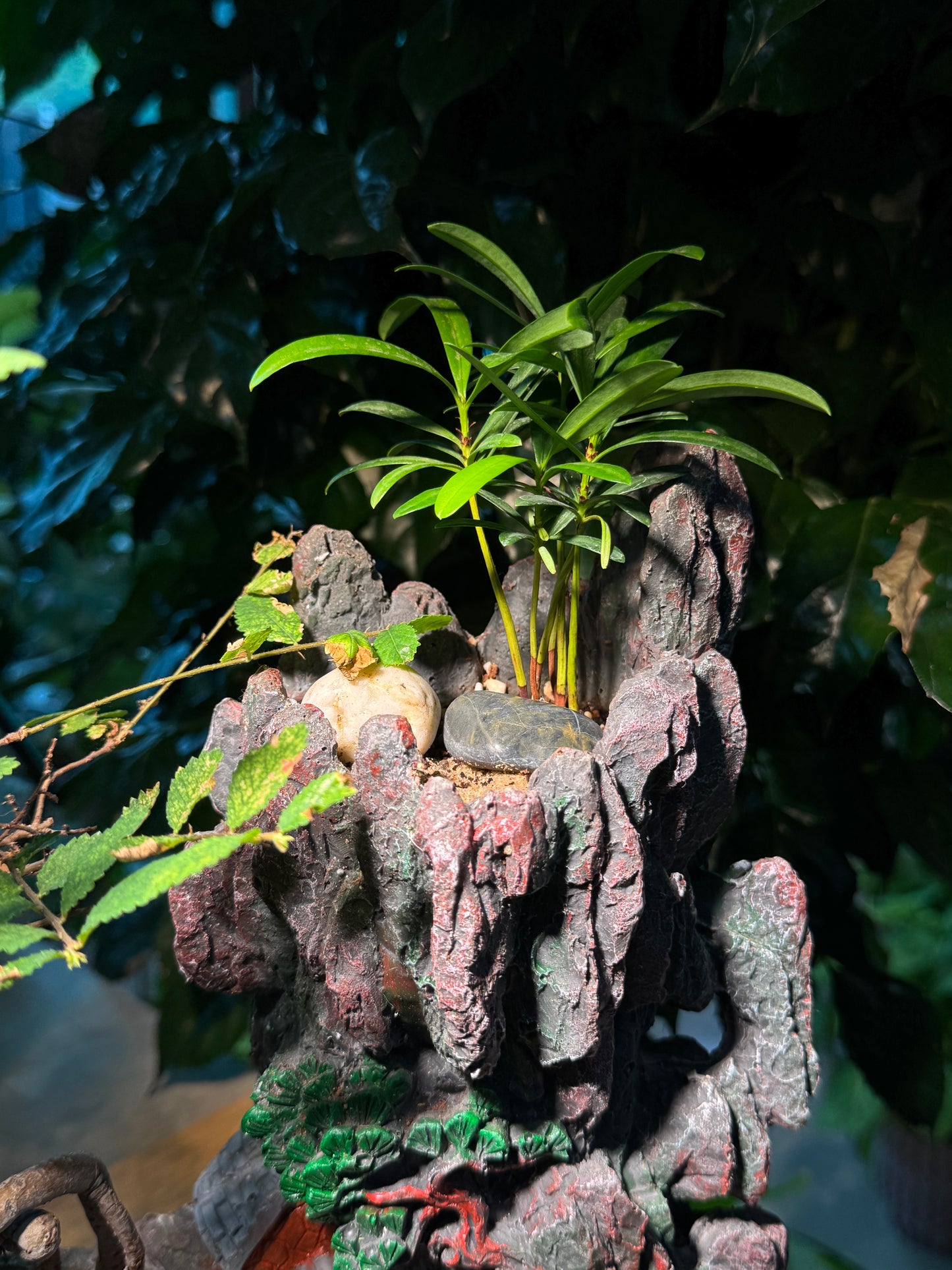 Bonsai Ulmus Pumila and Podocarpus Seedlings in Zen Zakka Pot