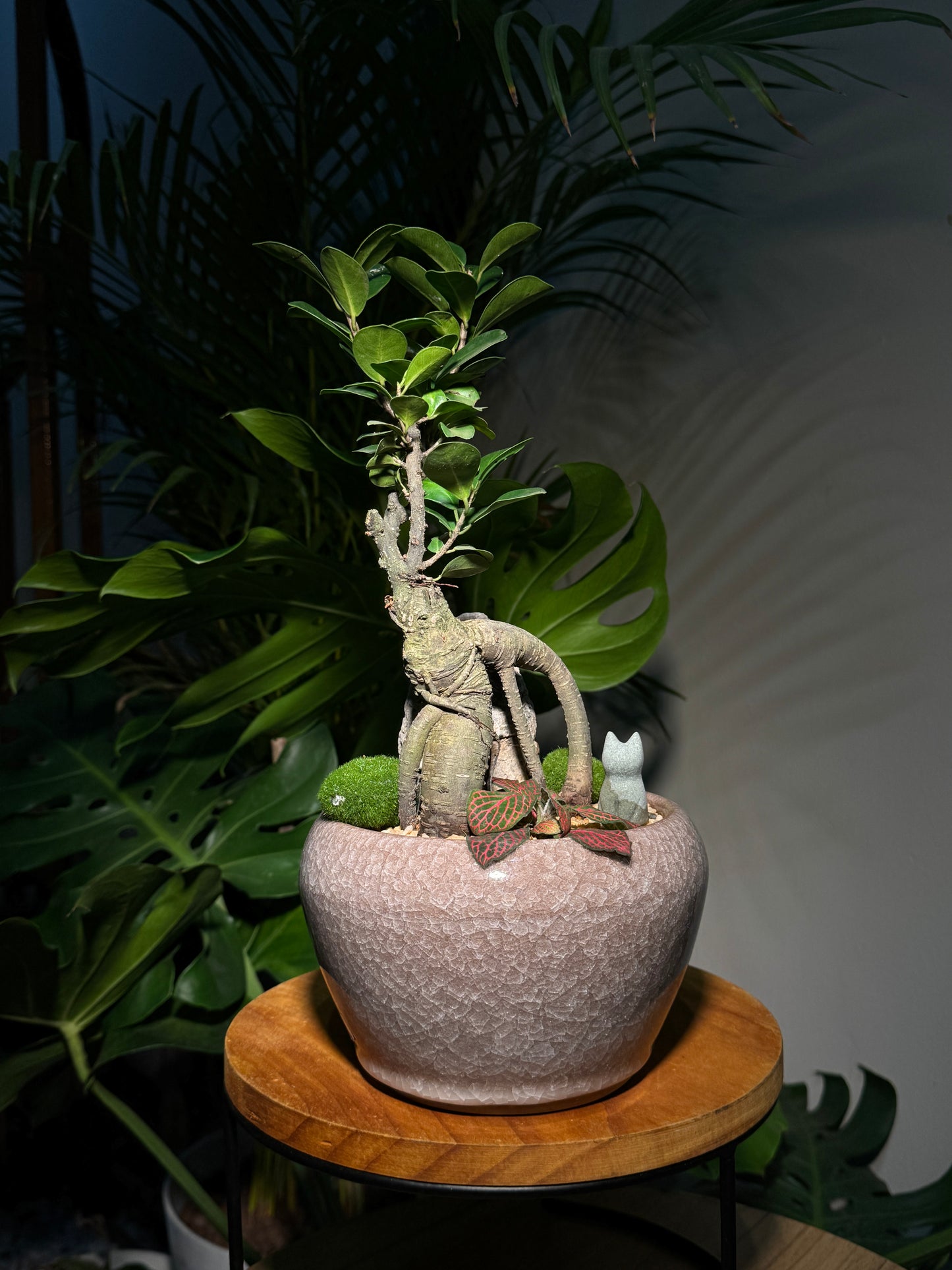 Zen Ficus Bonsai in Pink Elegant Pot