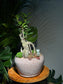 Zen Ficus Bonsai in Pink Elegant Pot