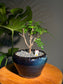 Pistacia Weinmannifolia in Blue Retro Pot