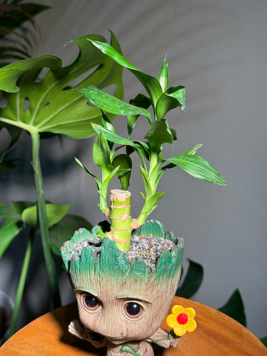 Marvel Lover: Lucky Bamboo in Groot Pot