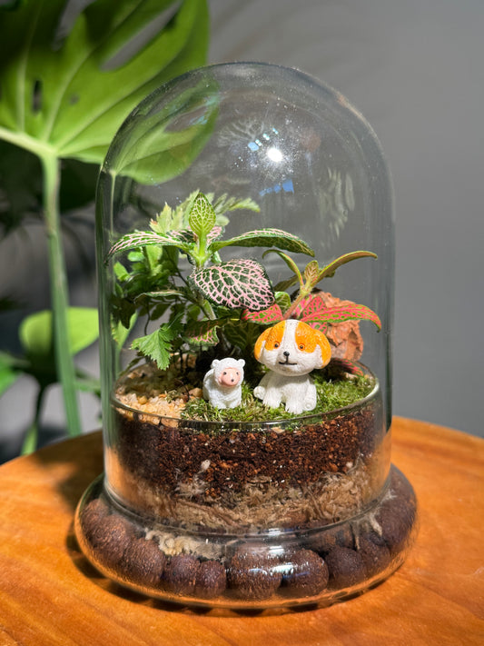 Fittonia & Fern with Moss Arrangement in Bell Glass Terrarium