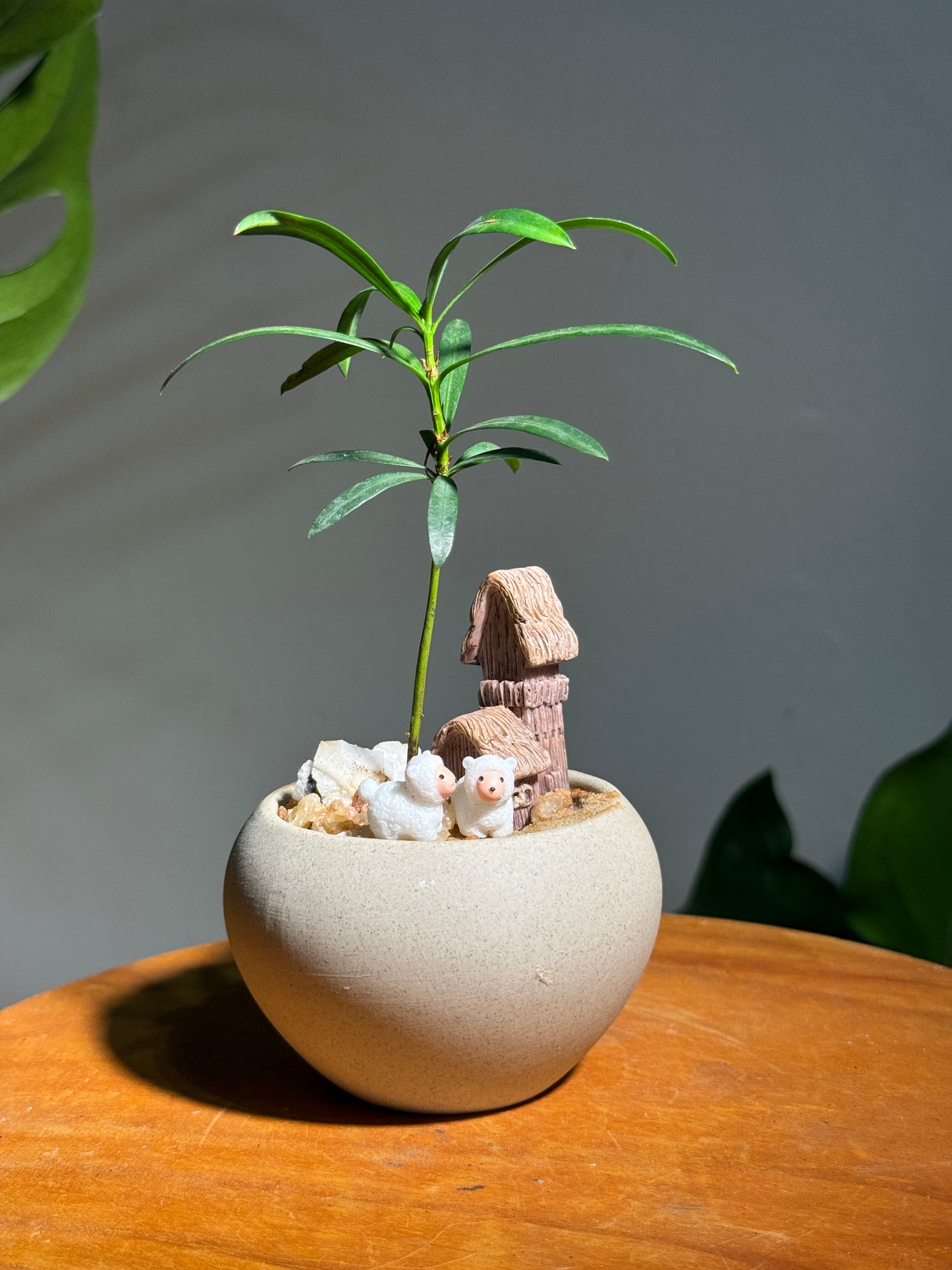 Sheep with Podocarpus Seedlings