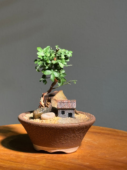 Miniature Zen Bonsai Landscape in Rustic Pot