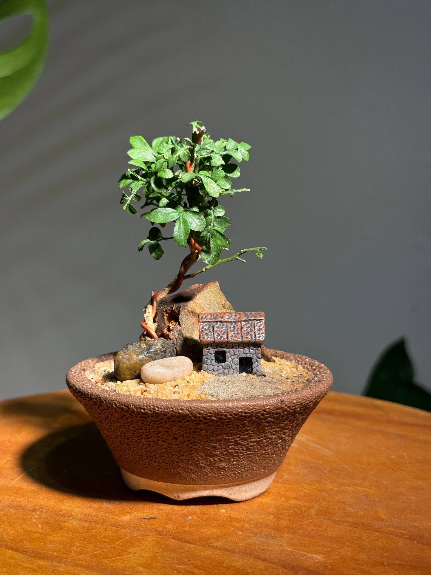 Miniature Zen Bonsai Landscape in Rustic Pot