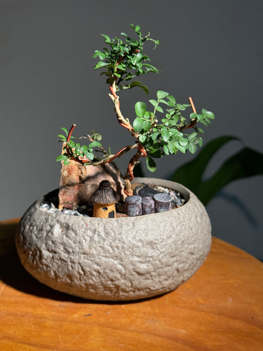 Zen Bonsai in Faux Stone Pot