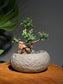 Zen Bonsai in Faux Stone Pot