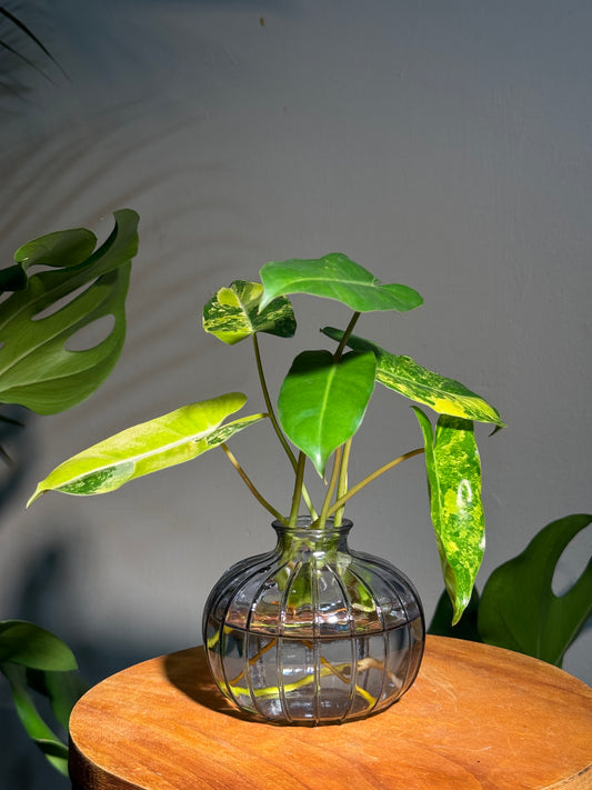 Philodendron in Elegant Glass Vase