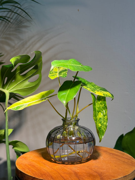 Philodendron in Elegant Glass Vase