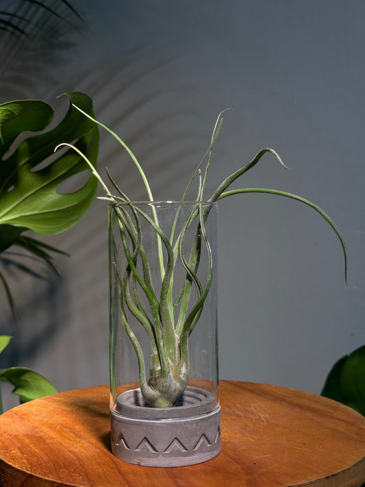 Air Plant (Tillandsia) in Modern Glass Cylinder