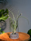 Air Plant (Tillandsia) in Modern Glass Cylinder