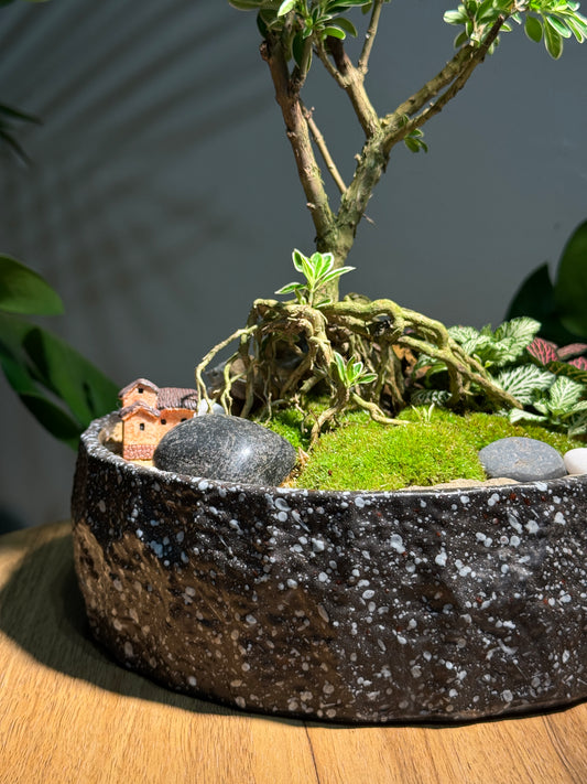 Prosperity Snowrose (Serissa Japonica) Zen Bonsai Arrangement with Moss