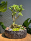 Prosperity Snowrose (Serissa Japonica) Zen Bonsai Arrangement with Moss