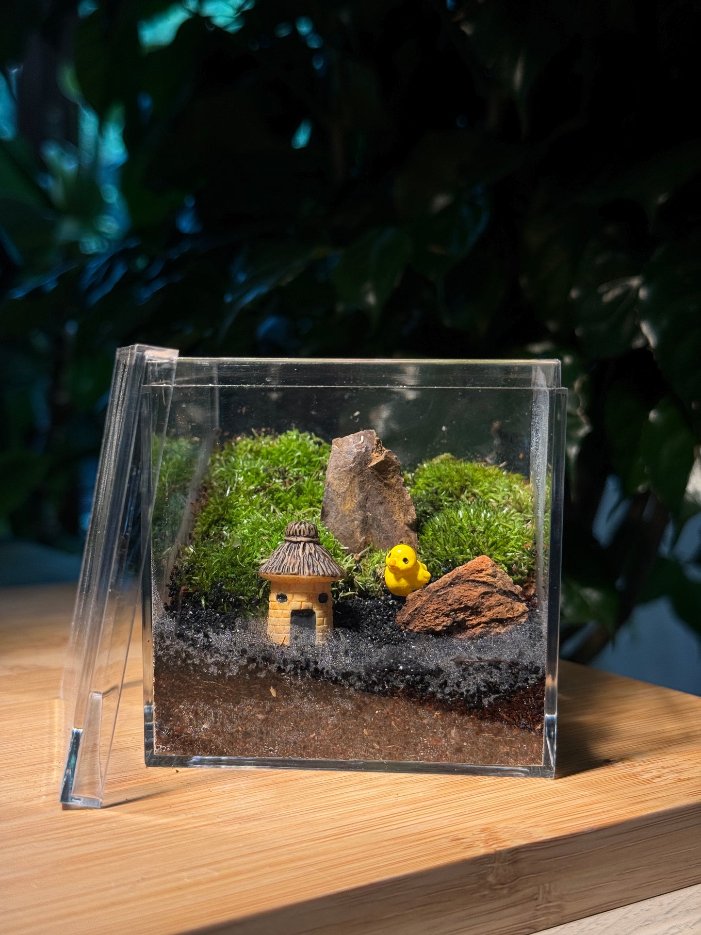 Fittonia with Moss Arrangement in Arcylic Terrarium