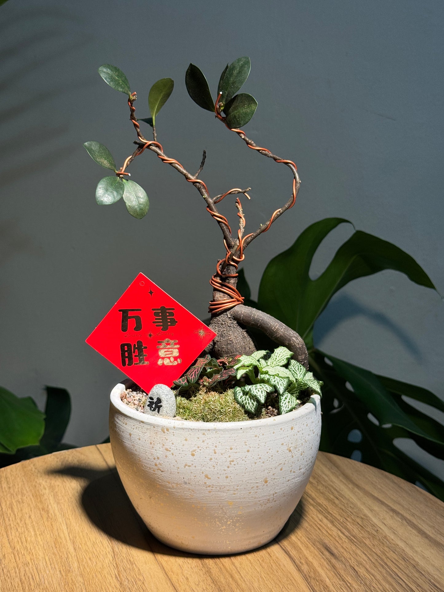 Zen Ficus Bonsai with Moss