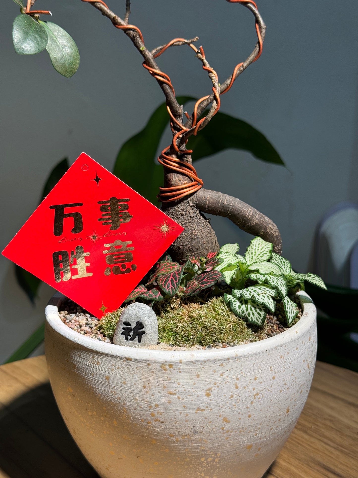 Zen Ficus Bonsai with Moss