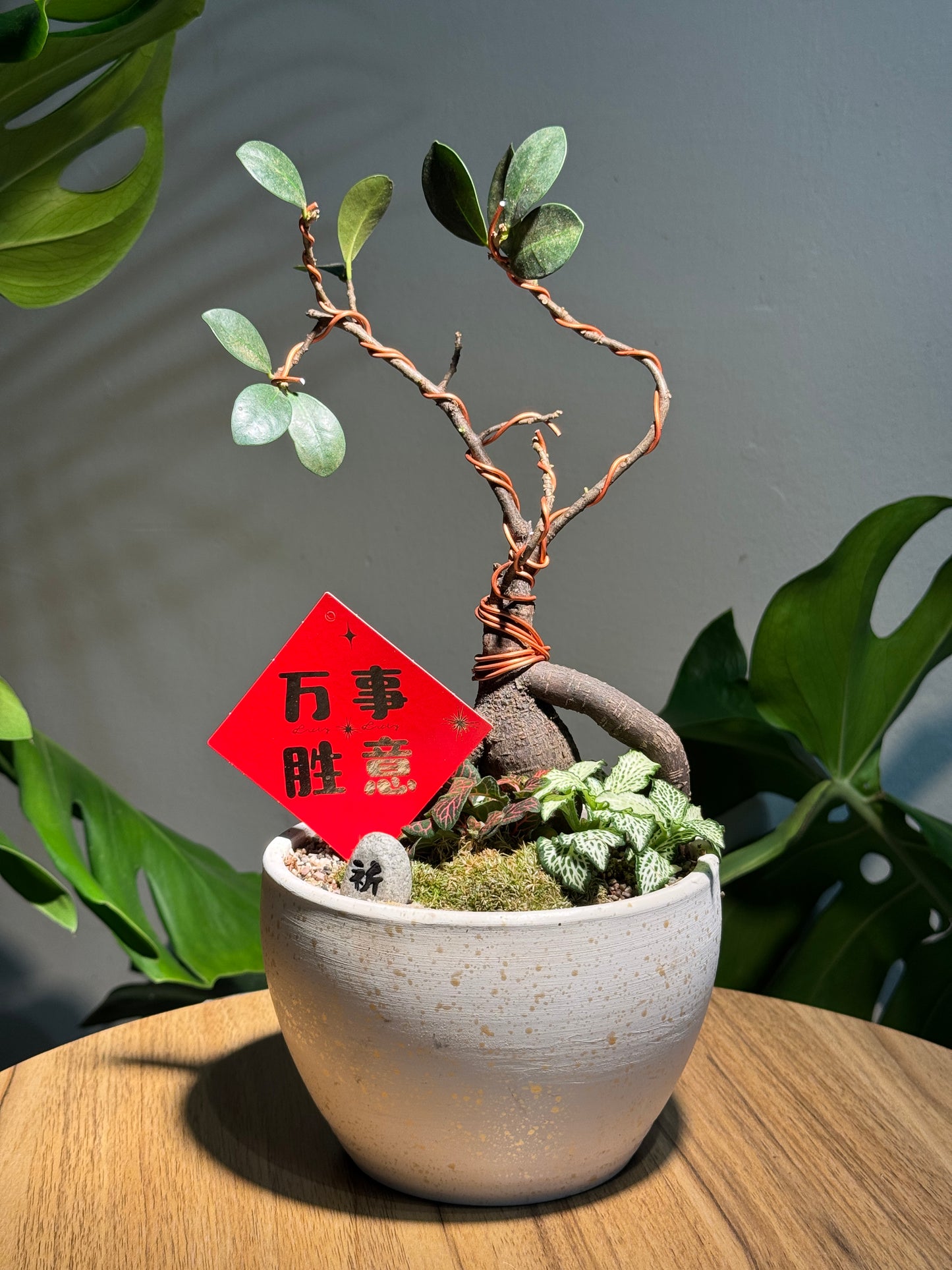 Zen Ficus Bonsai with Moss