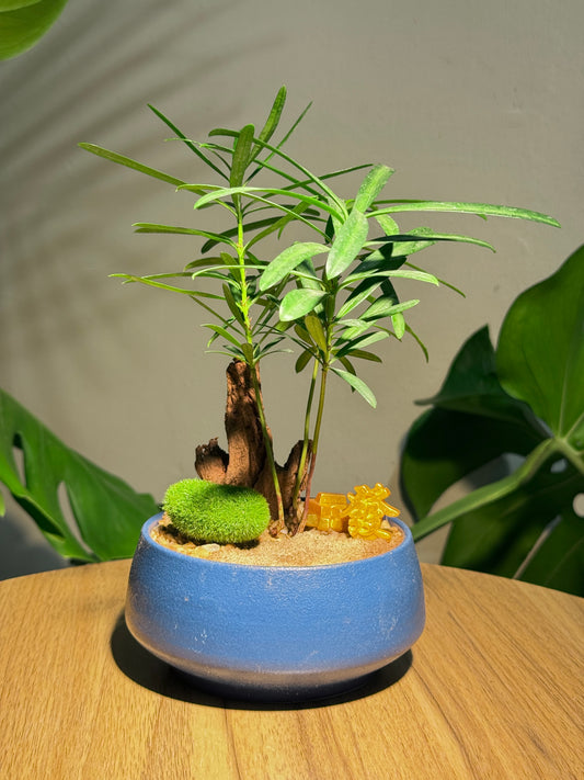 Podocarpus in Round Sea Blue Ceramic Pot