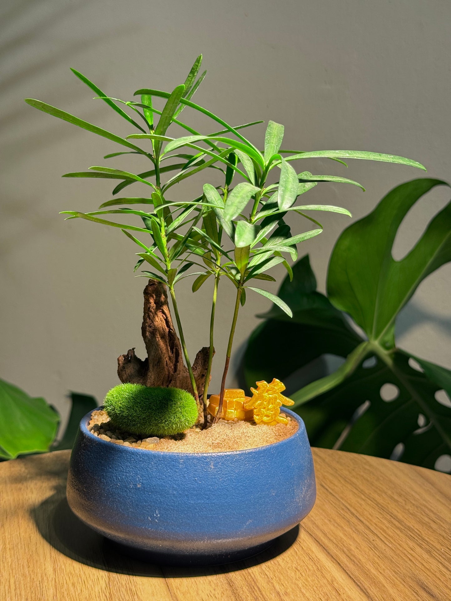 Zen Podocarpus Seedlings Arrangement