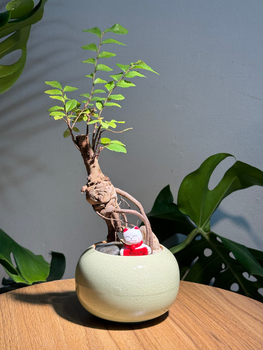 Bonsai Ulmus Pumila in Jade Designer Pot