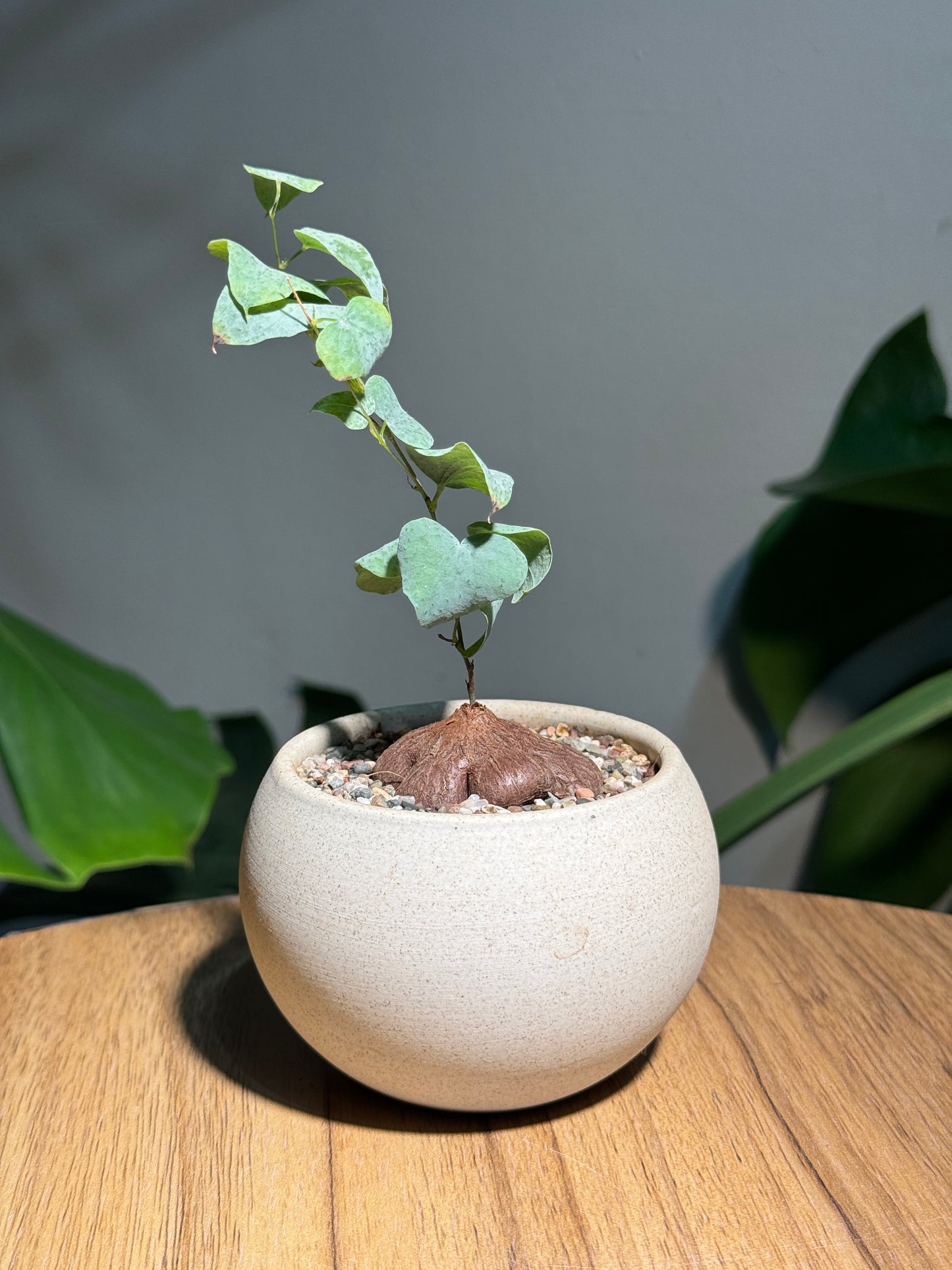 Zen Stephania in Round Matte Pot