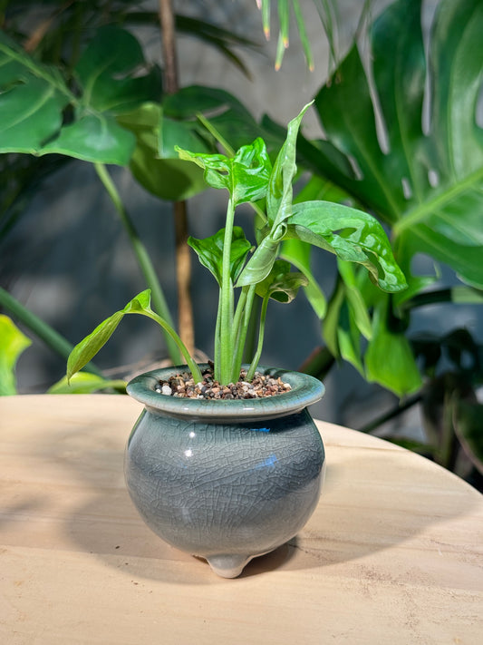 Monstera deliciosa in Green Ceramic Pot