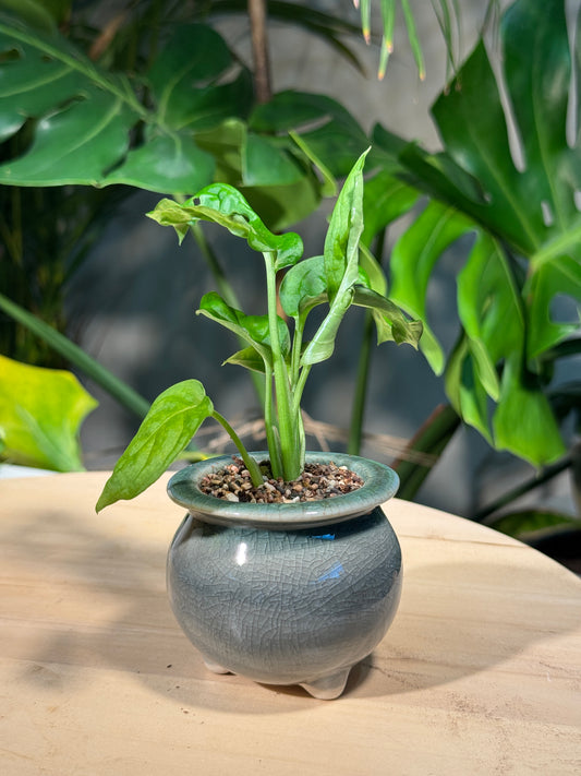 Monstera deliciosa in Green Ceramic Pot
