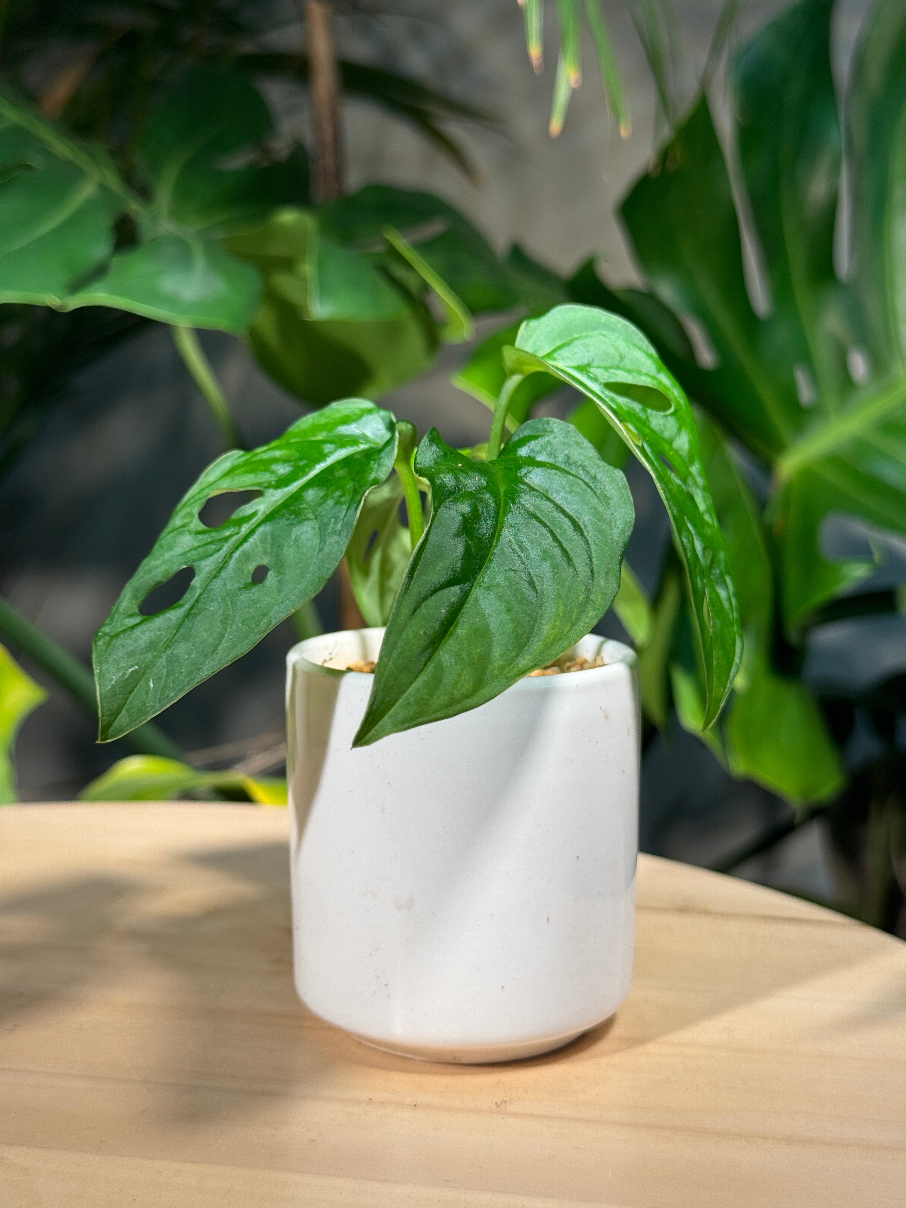 Monstera deliciosa in White Ceramic Pot