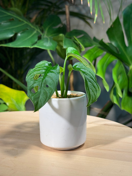 Monstera deliciosa in White Ceramic Pot