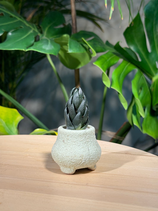 Haworthia Collection in Matte Ceramic Pot